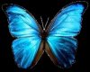 My Blue Butterfly