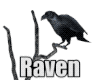 Perched Raven-Animated