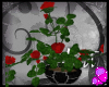 [A] Pot of Roses