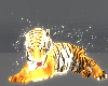Honey Bee Tiger