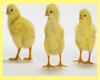 Animated Baby Chicks