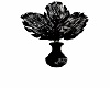 Black Rose plant
