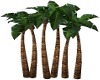 ! 6 TROPICAL PALM TREES