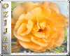 Anns rose4