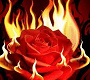 Flaming rose