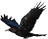 Crow Effect