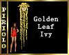 Golden Leaf Ivy