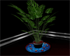 plant/candles