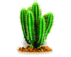 effekt cactus