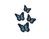 Butterfly Set