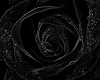 black rose top