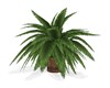 TROPICAL POTTED PLANT