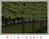 A* Forest