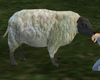 7-Sheep