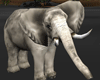 Safari Elephant