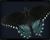 [ mystic night moth ]