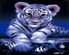 tiger pic 4