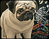 xx Pug