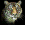 animated tiger head