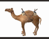 Oriental camel