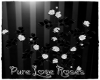Pure Love Roses