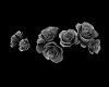 Grey Hair Roses