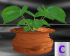 Cat Pot Plant