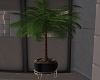 PB indoor Palm Tree