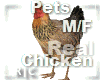 R|C Real Chicken M/F