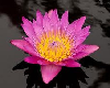 Water Lily Levitation