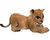 Lioncub