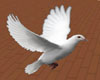 (LIR) White Dove