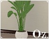 [Oz] - Plant in pot 2