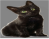 REQ  Black Cat Particle