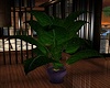 (PT) Tropic Plant