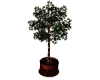 PA~ Blissful Plant V1