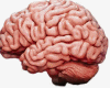 EY Brain In Head F