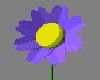 flower2