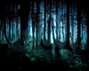 Dark Forest Pic2