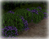 [Luv] Purple Flower Bush