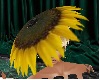 sunflower hat side
