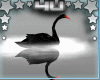 Black Swan on Fog