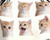 kitties sillys