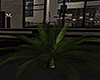 Modern Small Palm Tree