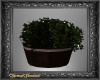 Rustic Potted Plant1
