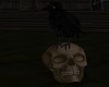 *p Raven on skull