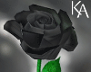 KA | Black Rose M\F