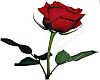 *Spesial roses 4 love*