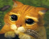 cute pussinboots