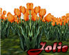 JF Orange Tulip Field